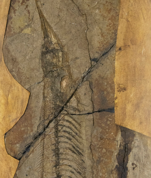 Muzeul de Stiinte Naturale Piatra Neamt fosile 1