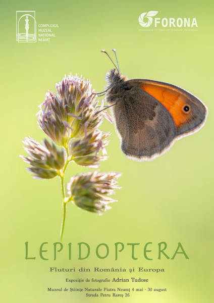 Lepidoptera